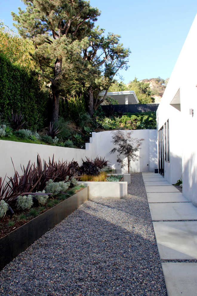 Ficus Nitida for Modern Landscape with Concrete Wall