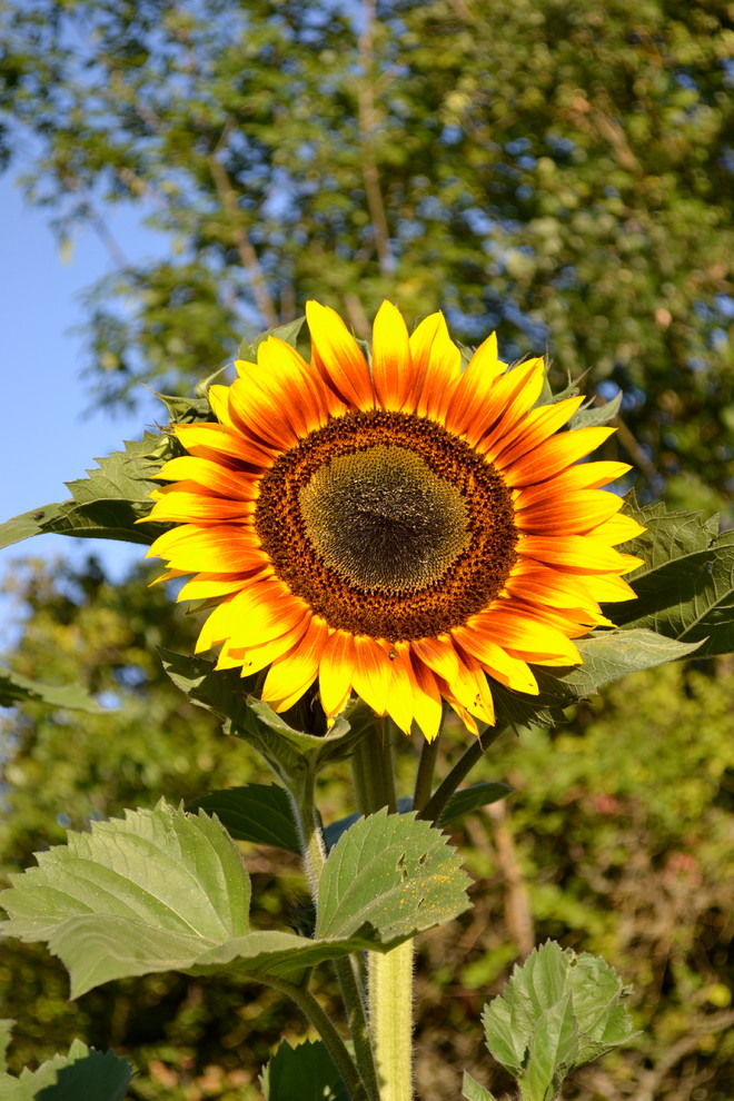 How to Grow Sunflowers for Traditional Landscape with Helianthus Major