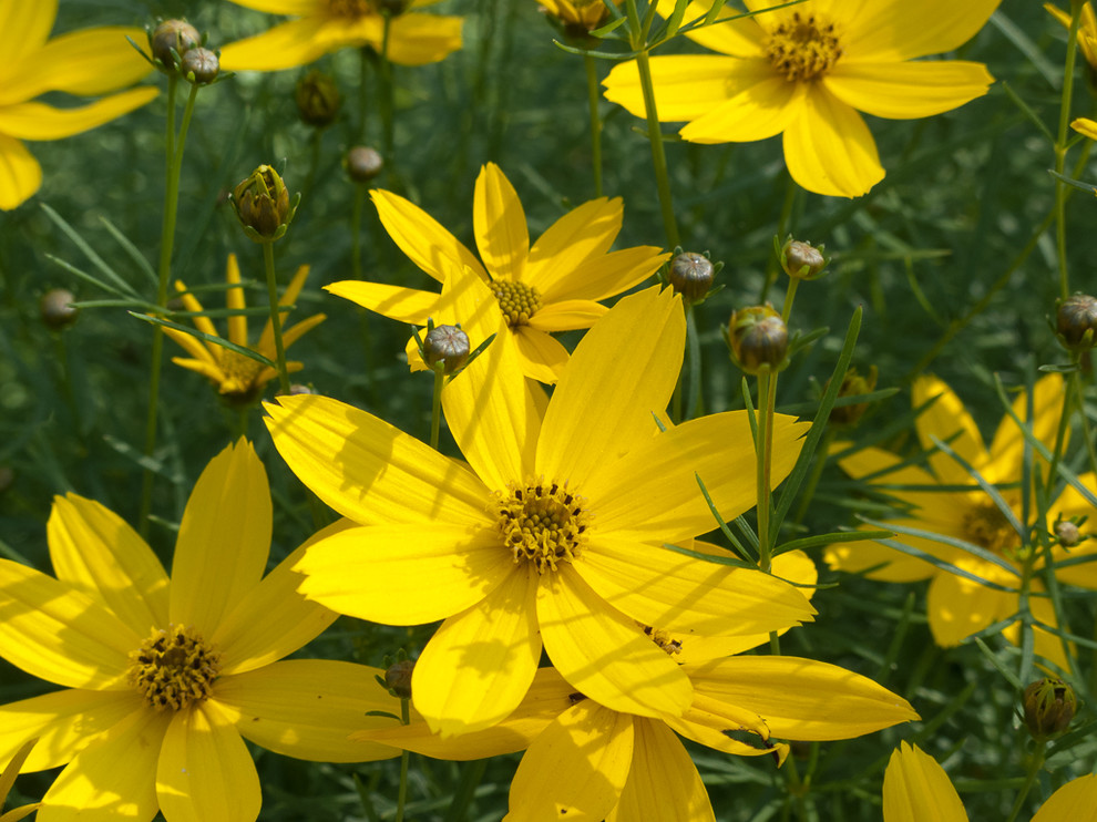 Lowes State College for Rustic Landscape with Coreopsis Zagreb