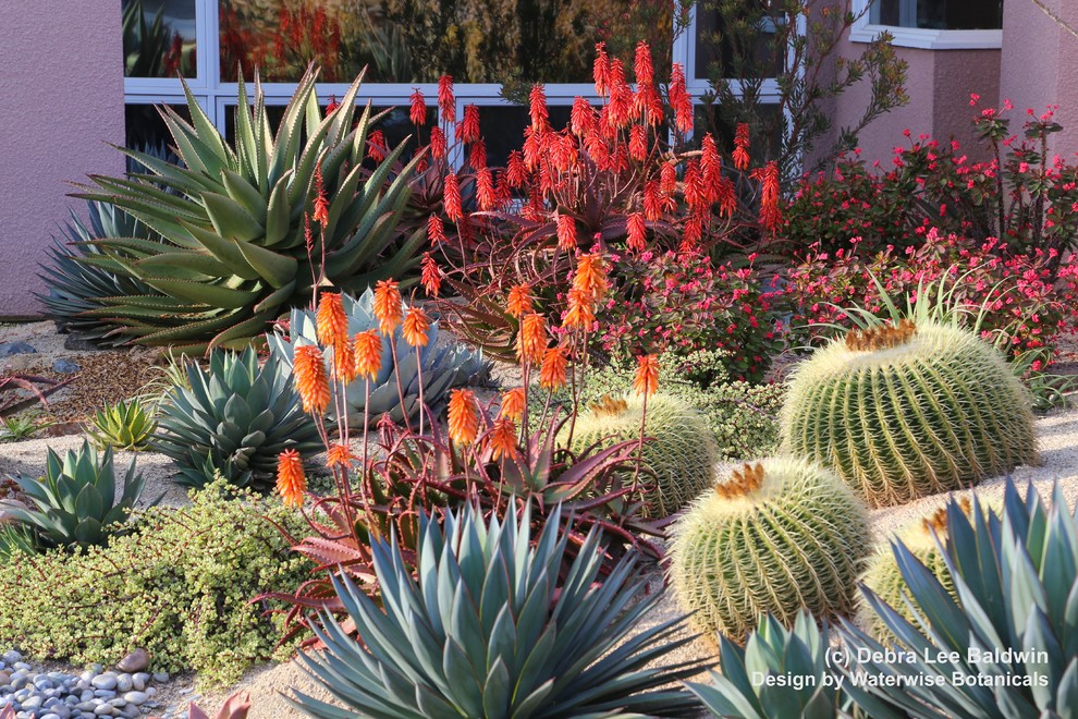 Waterwise Botanicals for Modern Landscape with Agave