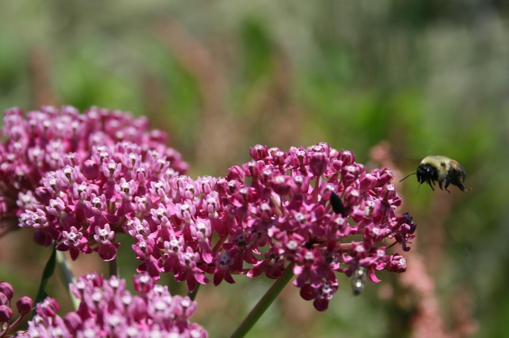 What is Milkweed for Traditional Landscape with Traditional