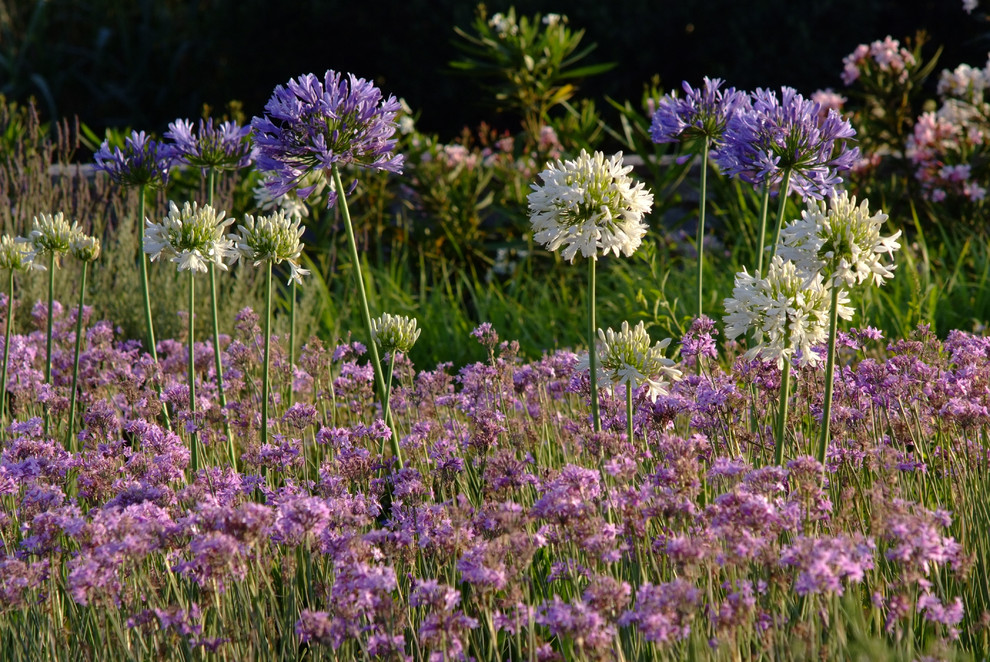 African Decorating Ideas Landscape Mediterranean with Agapanthus Fields Greece Greek