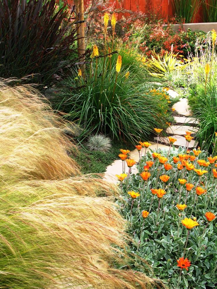 Desert Landscape Ideas Landscape Mediterranean with Arctotis Colorful Colors Grass