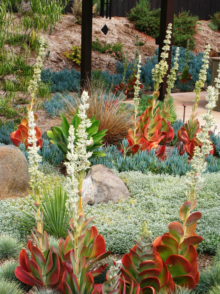 Drought Resistant Landscaping Landscape Contemporary with Agave Boulder Boulders Grasses