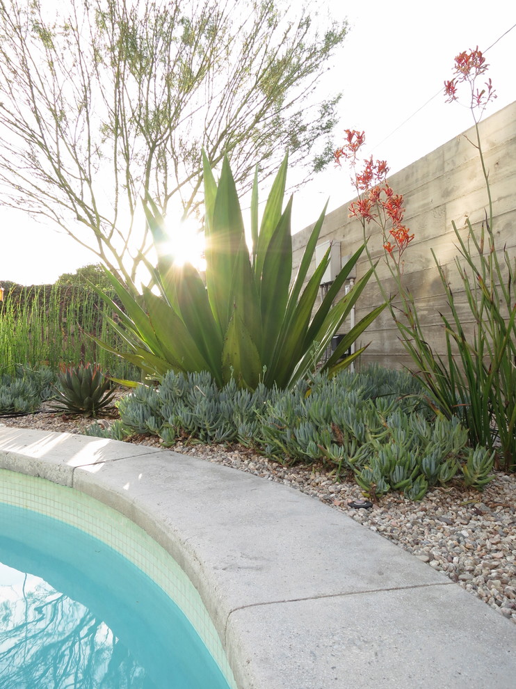 Drought Resistant Landscaping Landscape Modern with Agaves Board Formed Concrete