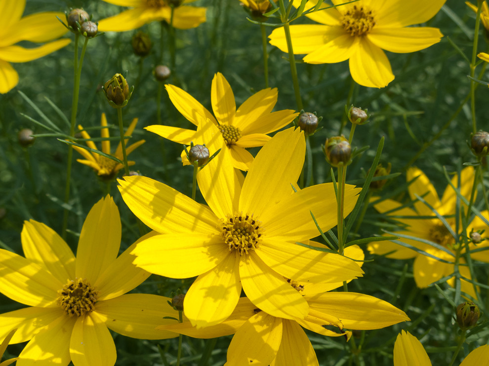 Drought Tolerant Landscaping Landscape Rustic with Coreopsis Zagreb Tickseed 