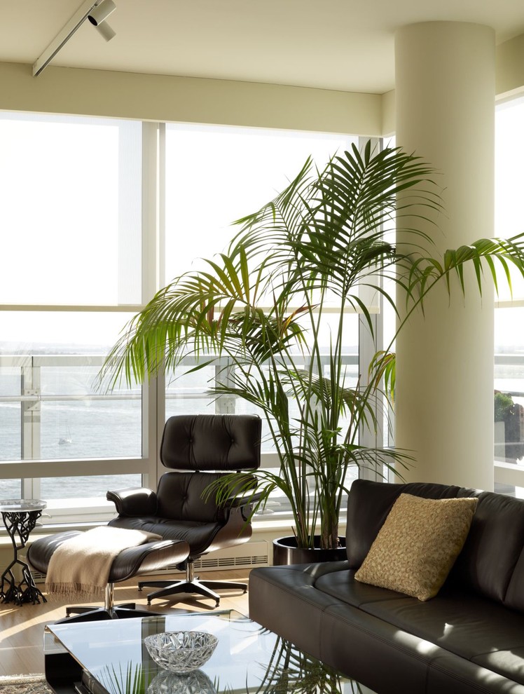 King Palm Tree Living Room Contemporary with Columns Container Plants Corner