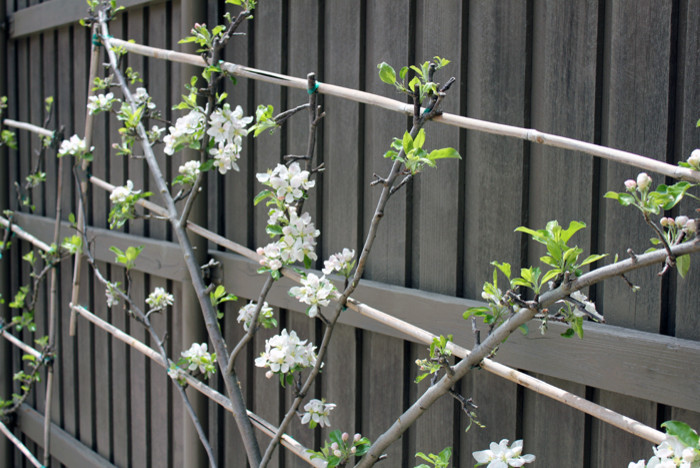 Landscaping Dallas Tx Landscape Traditional with Apple Trees Budding Apple