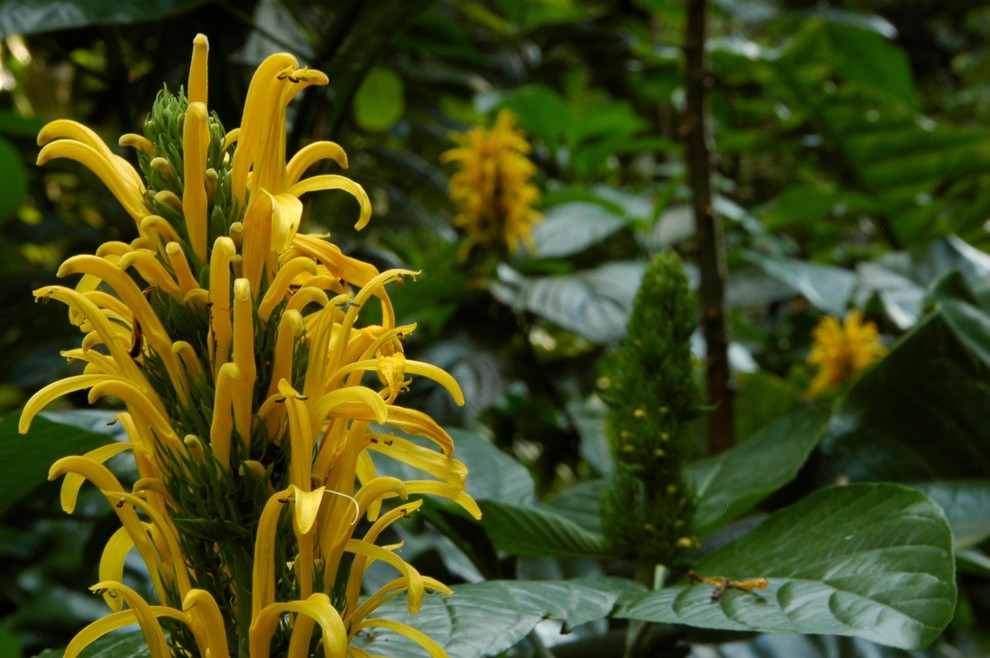 Landscaping Ideas Miami Spaces Tropical with Brent Knoll Butterfly Garden