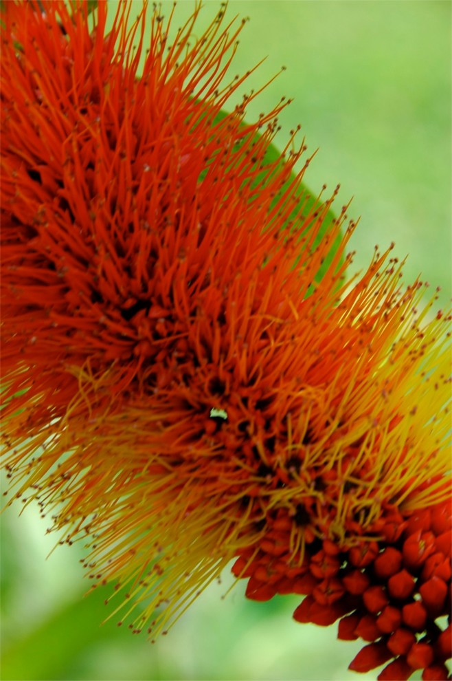 Landscaping Ideas Miami Spaces Tropical with Brent Knoll Butterfly Garden1