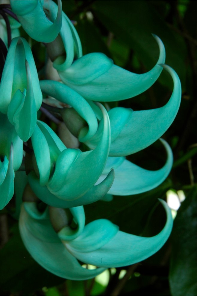 Landscaping Ideas Miami Spaces Tropical with Brent Knoll Butterfly Garden2