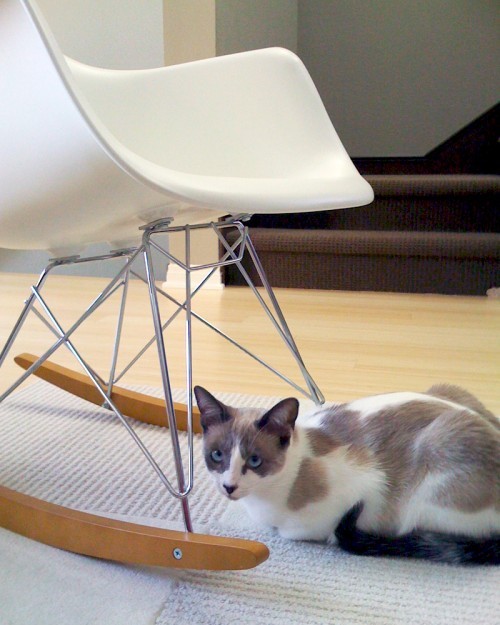 Mid Century Modern Furniture Spaces with Cat Eames Mid Century Modern
