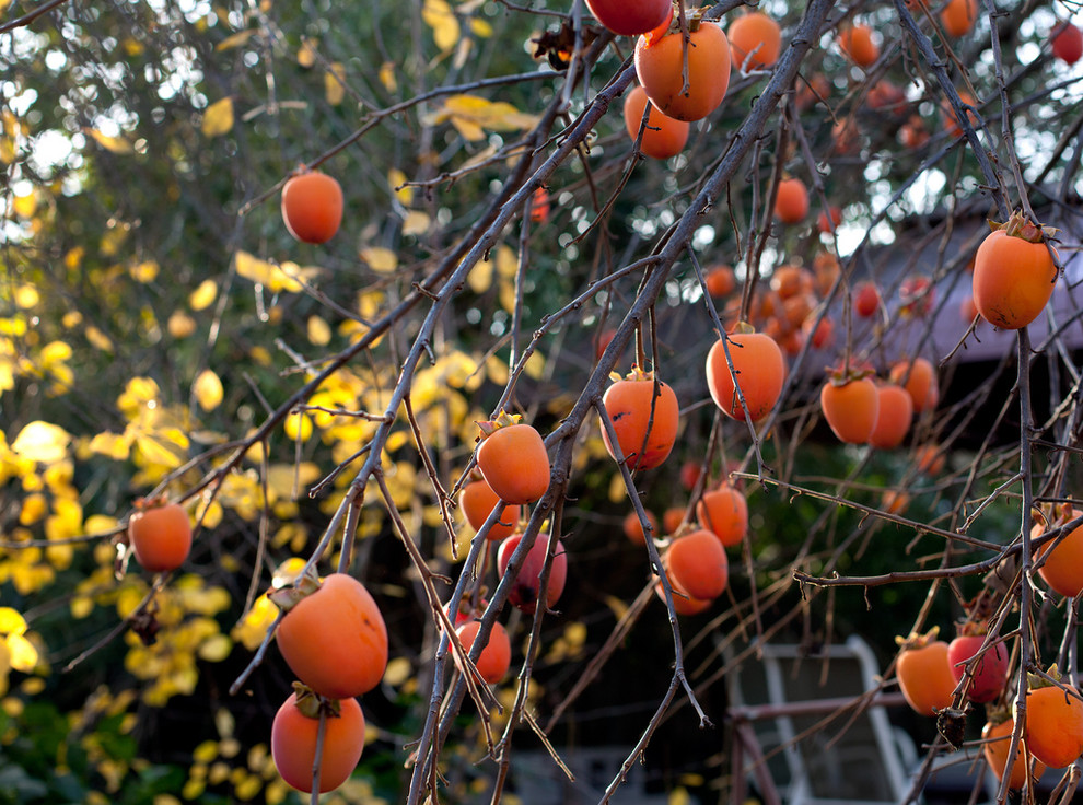 How to Get Rid of Fruit Flies in the Kitchen Landscape Traditionalwith Categorylandscapestyletraditional 