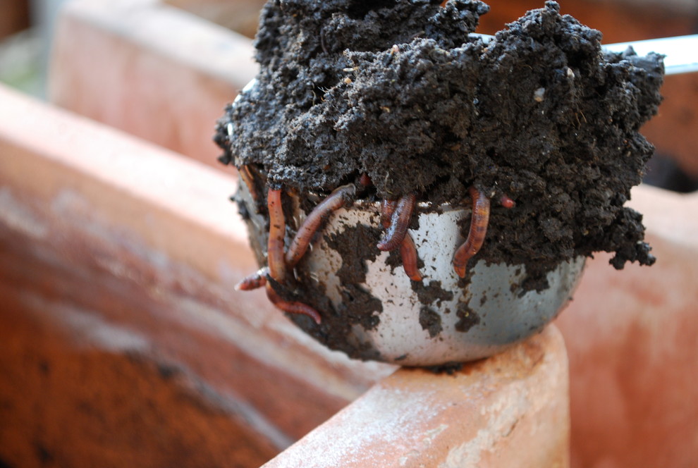 Kitchen Composter Spaces Eclectic with Best Vegetables for Pots