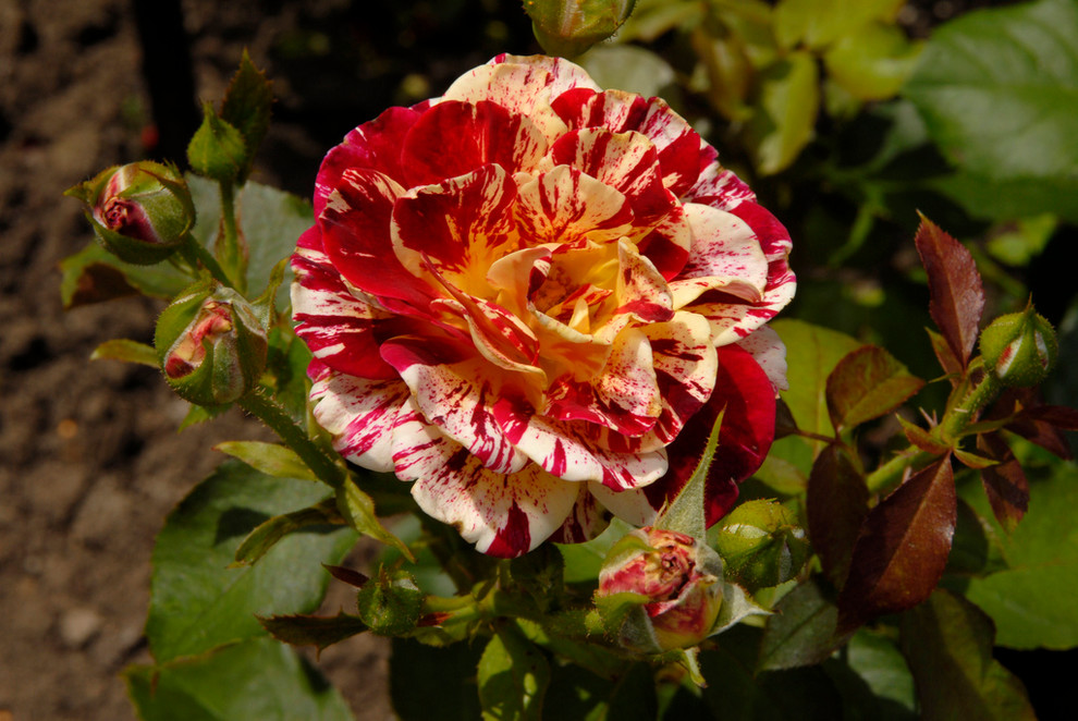 Tamale Kitchen Landscape Traditional with Flowering Perennials Rose Rose