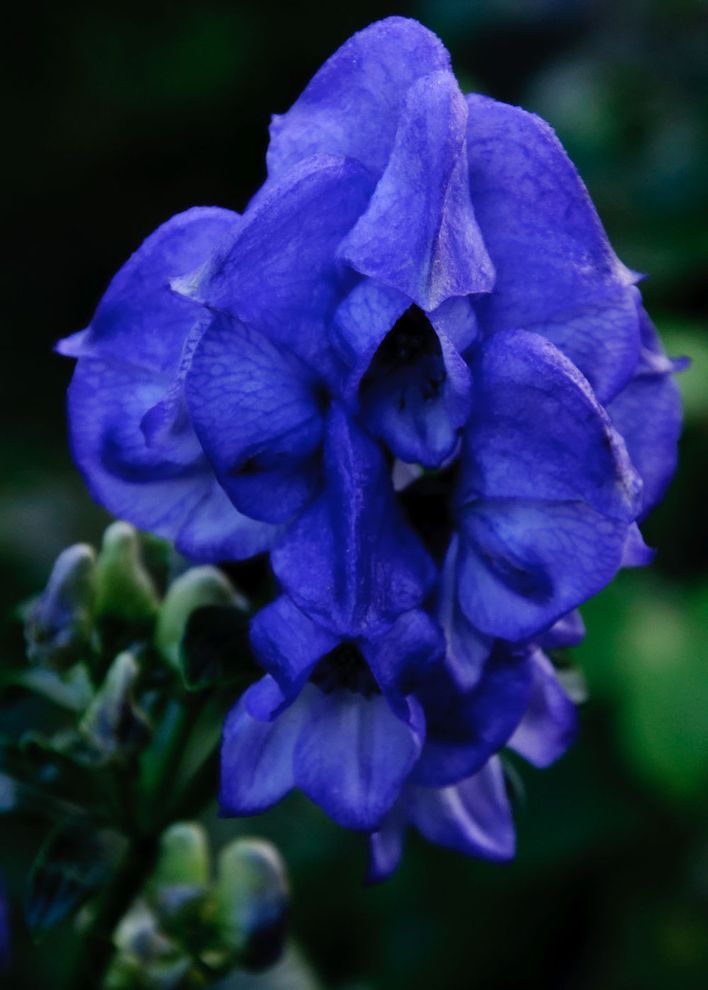 Edible Flowers List with Contemporary Spaces Monkshood