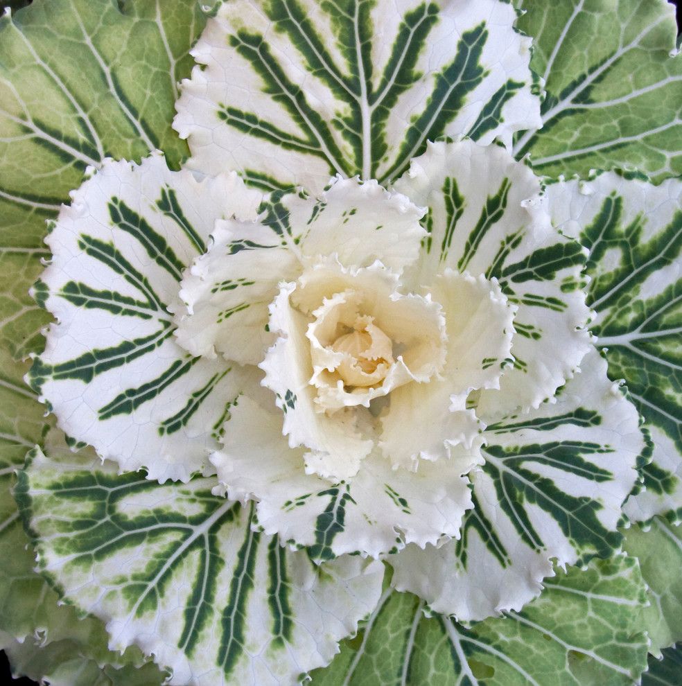 Edible Flowers List with Traditional Landscape Cool Season Annual