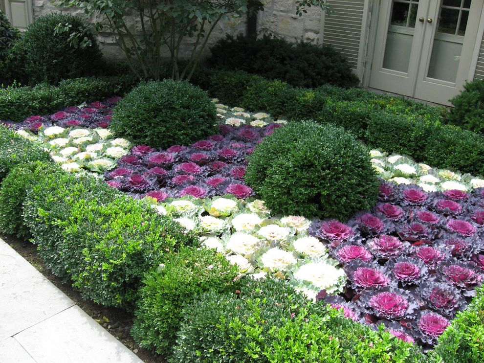 Edible Flowers List with Traditional Landscape Kale
