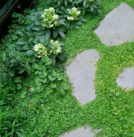 Beneficial Insects Eclectic Landscape with Bluestone