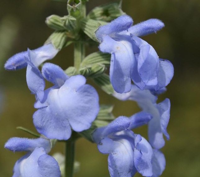 Beneficial Insects  Landscape With