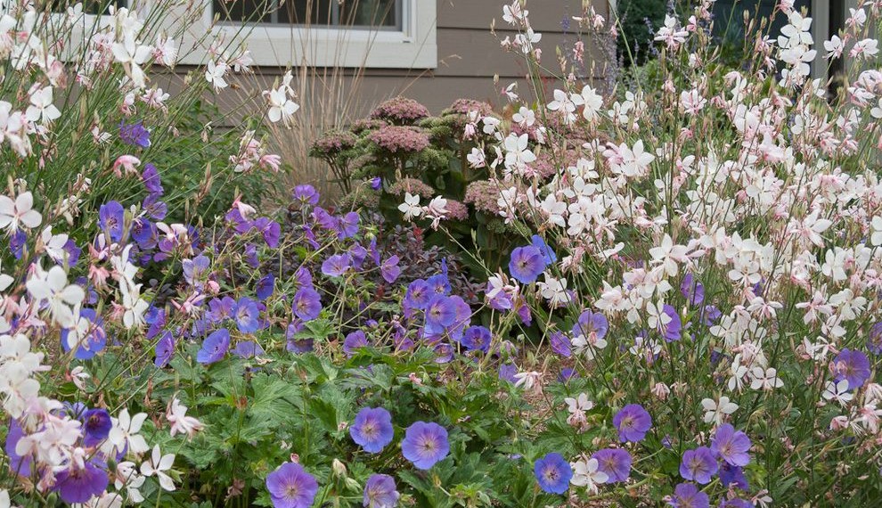 Beneficial Insects Traditional Landscape with Blue