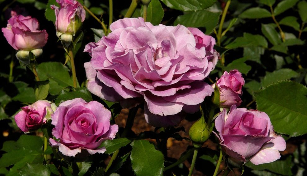 Beneficial Insects Traditional Landscape with Lavender Rose