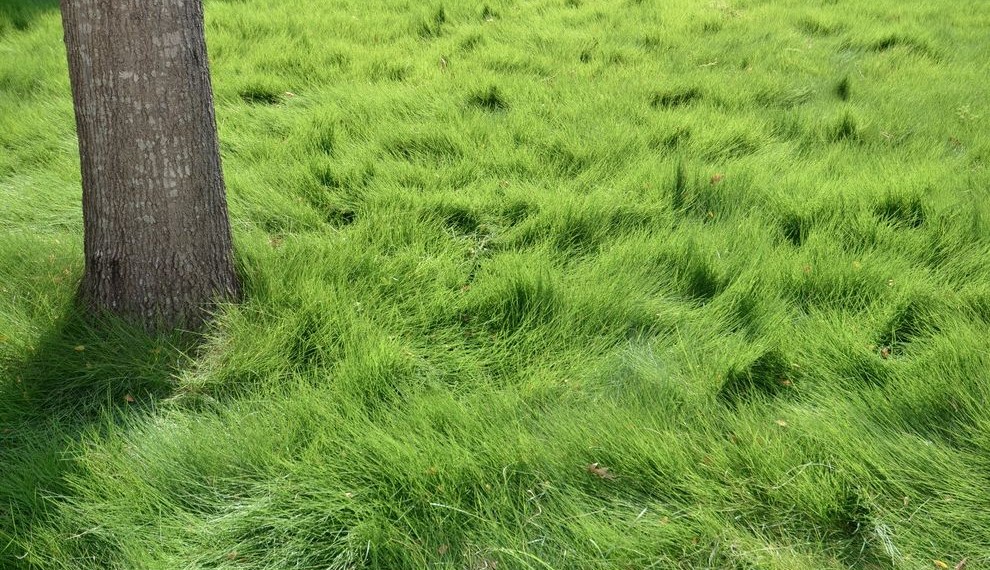 Drought Tolerant Grasses Contemporary Landscape with Zoysia Grass
