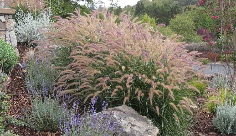 Drought Tolerant Grasses Mediterranean Landscape with Pennisetum Karley Rose