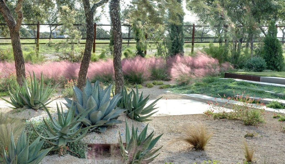 Drought Tolerant Grasses Modern Landscape with Arid