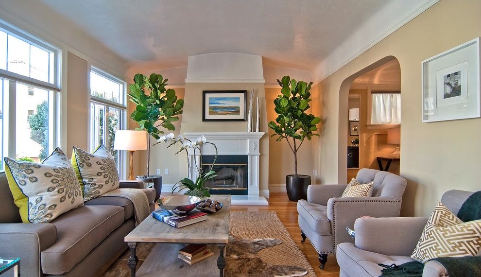 Fig Trees for Sale Contemporary Living Room with Neutral