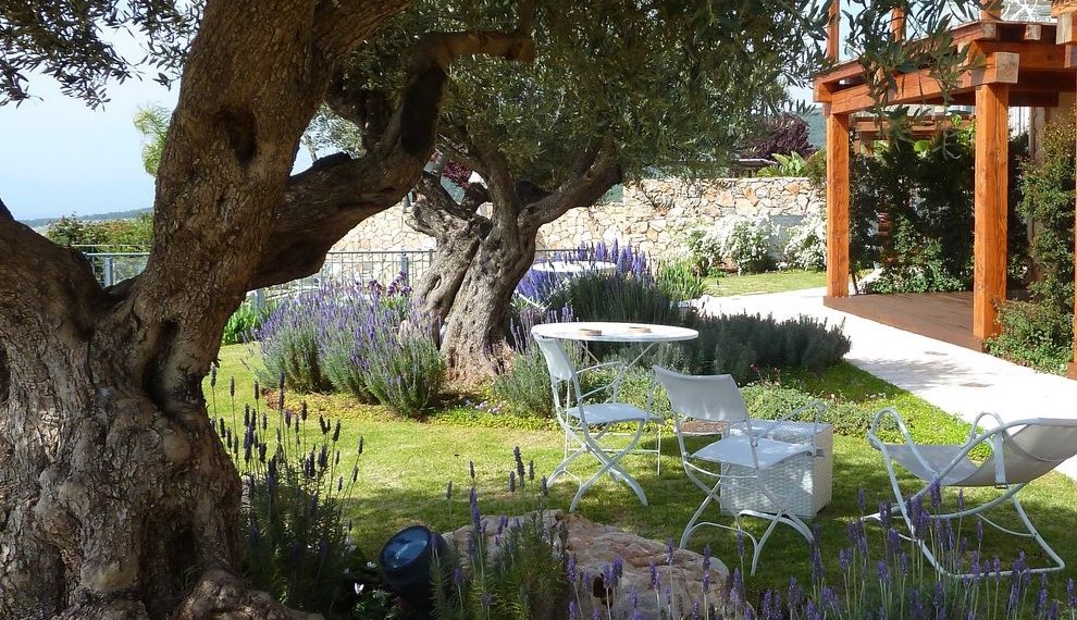 Fig Trees for Sale Mediterranean Landscape with Outdoor Dining Table