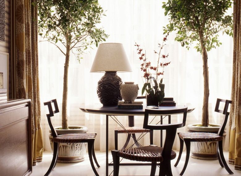 Fig Trees for Sale Traditional Dining Room with Sheer Drapes