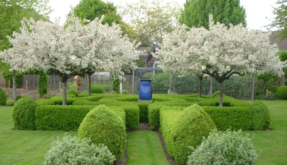 Fig Trees for Sale Traditional Landscape with Blue Vase