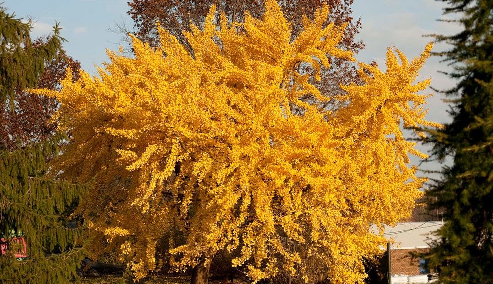 Fruit Tree Fertilizer  Landscape With