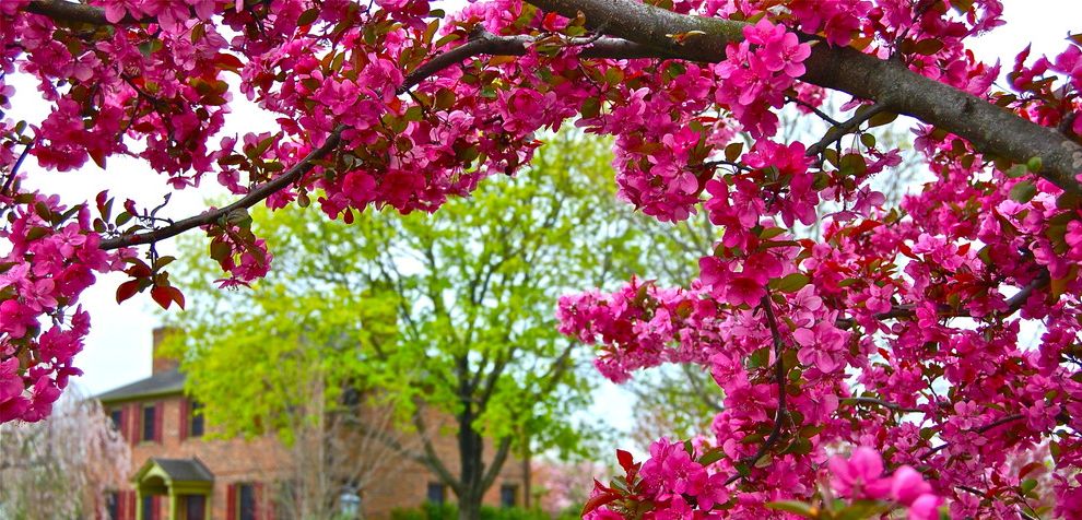 Fruit Tree Fertilizer  Spaces With