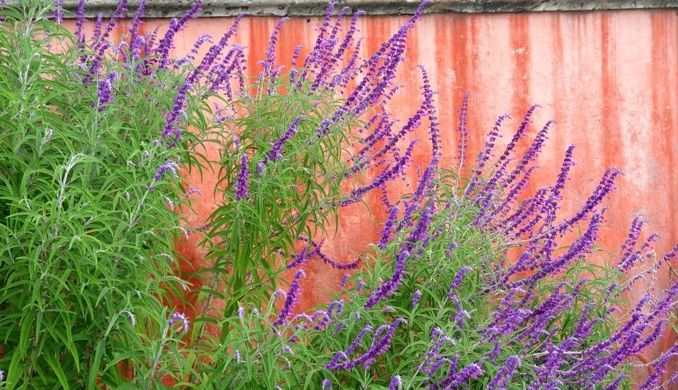 Nikken Water Filter Southwestern Landscape with Purple Flowers